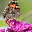 painted lady