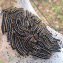 Tent caterpillar