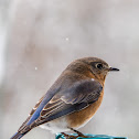 Eastern Bluebird