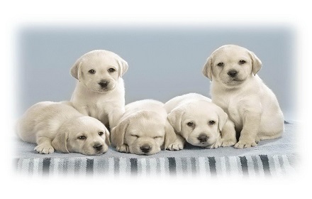 Lovely Dogs - Wisdom Panel small promo image