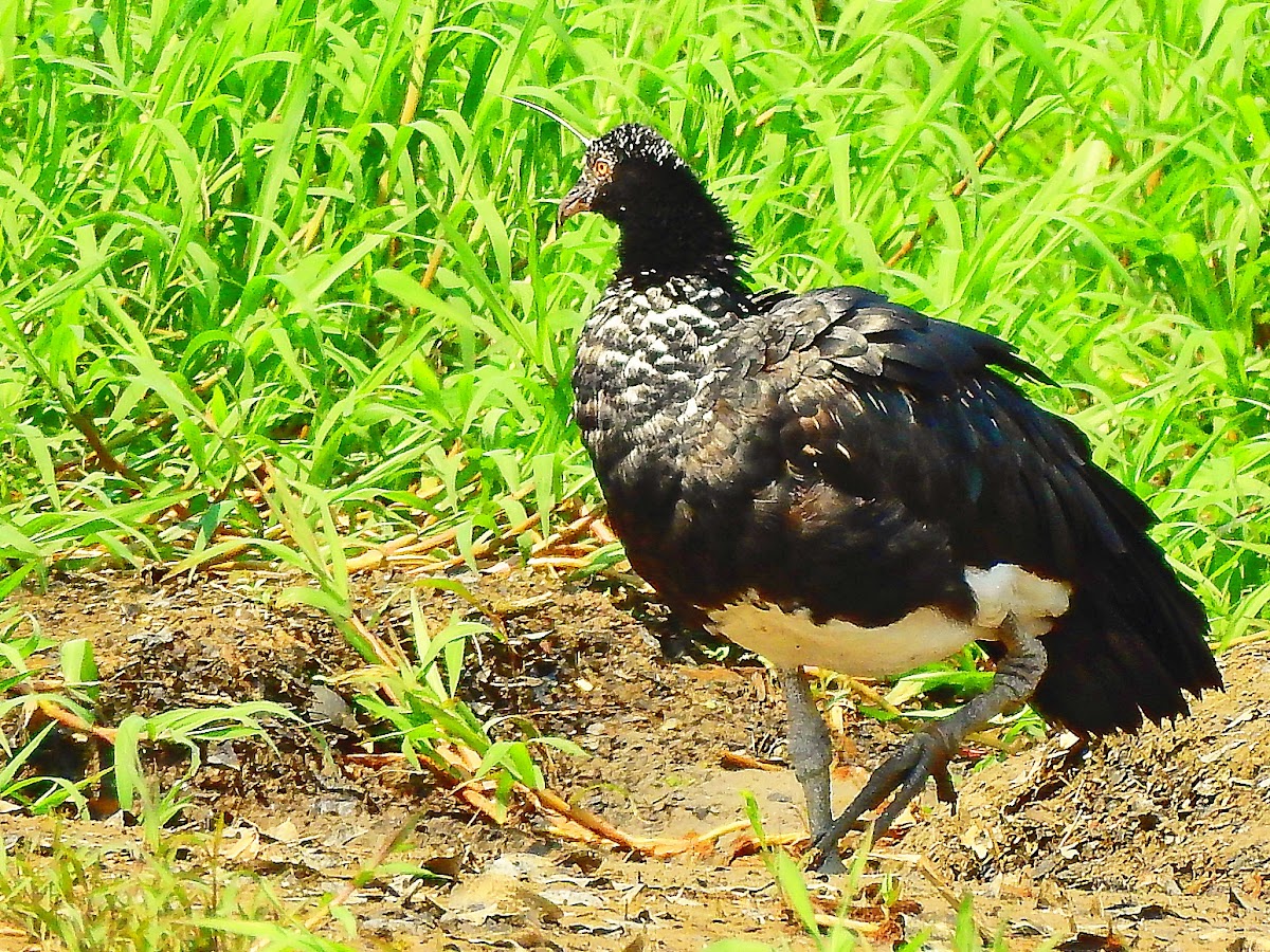 Anhuma (Horned Screamer)