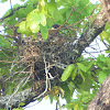 White-shouldered Ibis