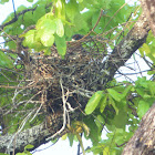 White-shouldered Ibis