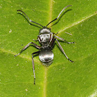 Silver Spiny Ant