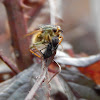 Golden Dung Fly