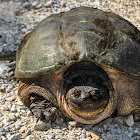 Common Snapping Turtle