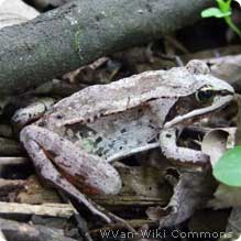 Wood Frog