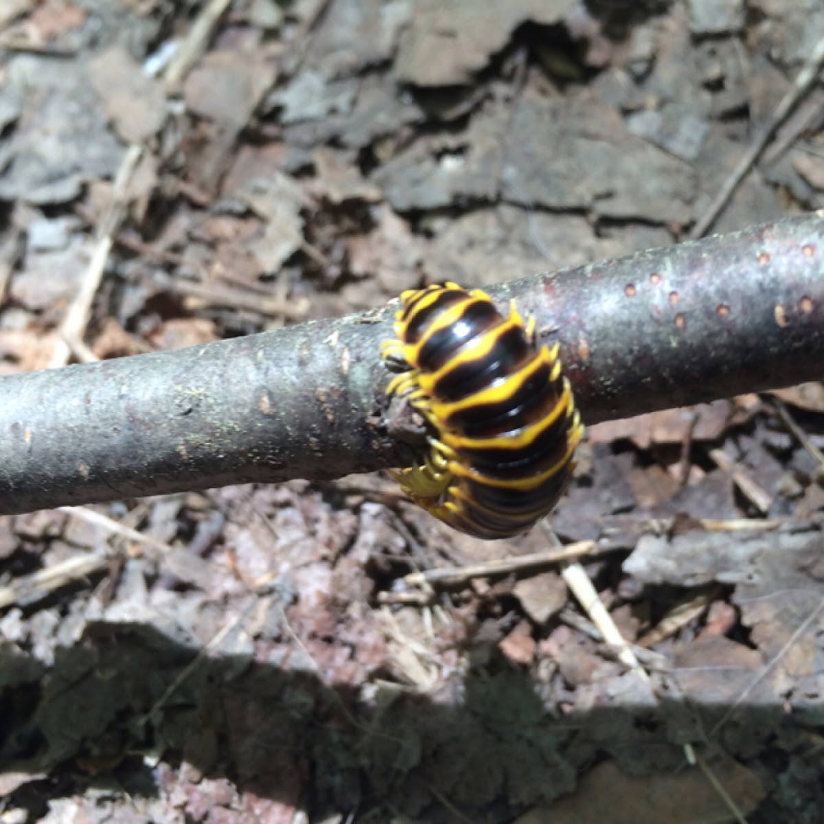 Black and Gold Millipede