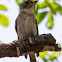 Asian Brown Flycatcher