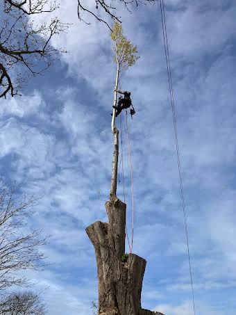 Tree Removals album cover