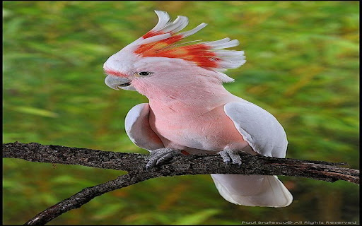 Scarlet Mohawk Parrot Wallpaper screenshot 1