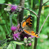 Small Tortoiseshell