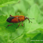 Ironweed Weevil/ Ironweed Curculio