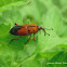 Ironweed Weevil/ Ironweed Curculio