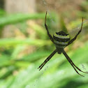 Spider