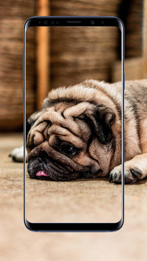 Pug Dog Wallpapers and Backgrounds
