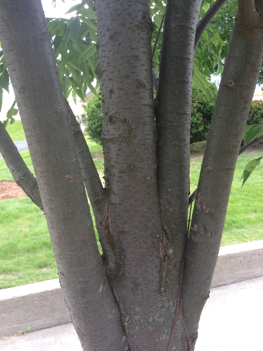 Japanese Zelkova