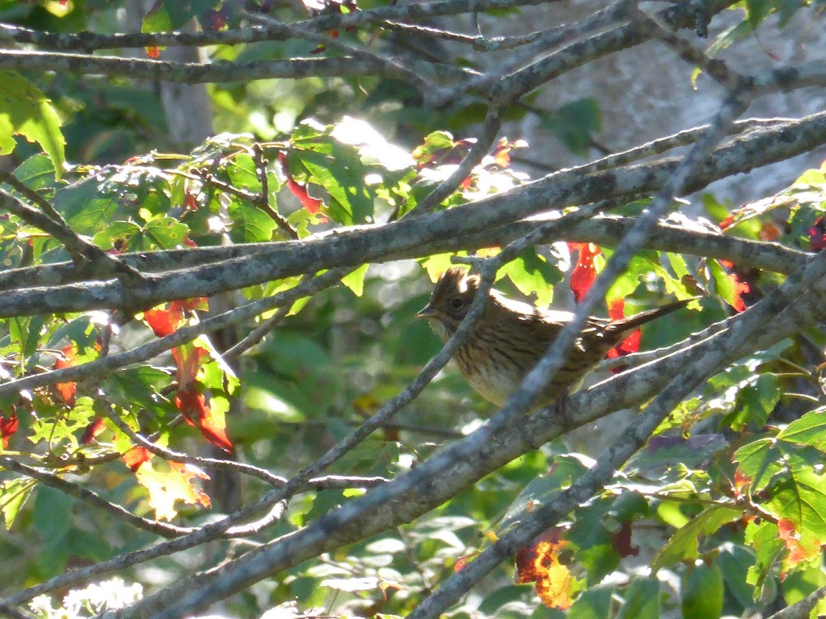 Lincoln's Sparrow