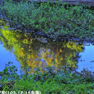 菁芳園 Tenway Garden／花園餐廳／落羽松