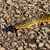 Speckled King Snake