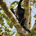 Howler monkey