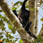 Howler monkey