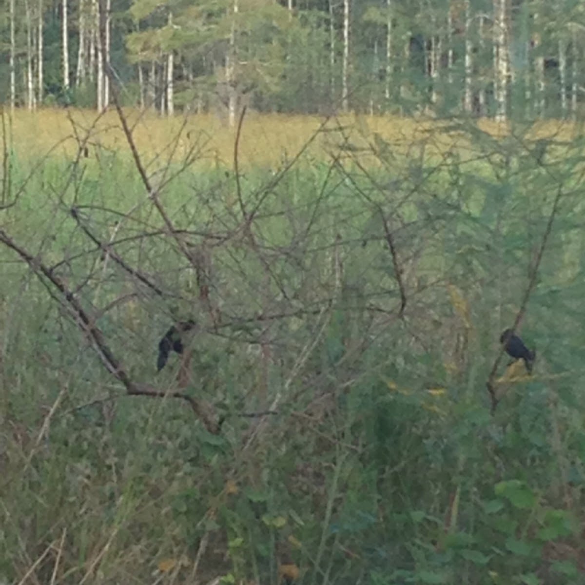 Common grackle