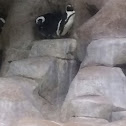 African penguin