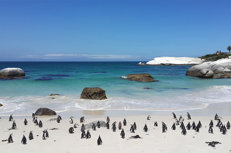 The World's 50 Best Beaches, released by sunscreen brand, Banana Boat, ranked Boulders Beach 40th on the list.