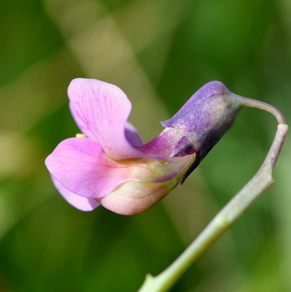 bloem en kelkblad