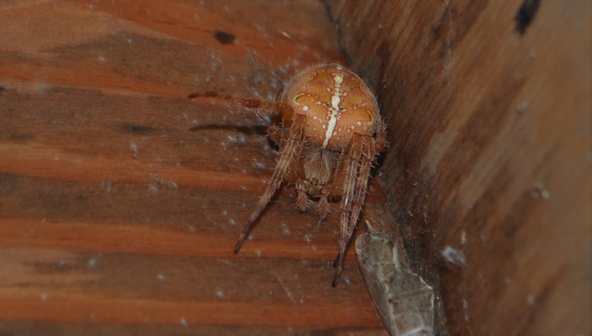 Cross orb weaver