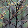 Orange-crowned Warbler