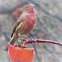 House Finch