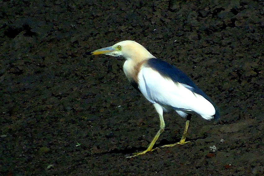 Javan - Pond Heron