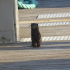 American Mink