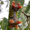 Mottled cupmoth