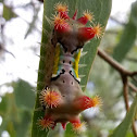 Mottled cupmoth