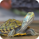 Cover Image of Download Tortoise Wallpaper Best HD 1.02 APK
