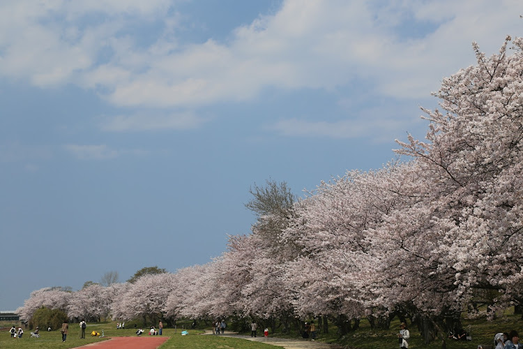 WRX S4の桜 撮影・マスク購入・CVTクーラー移設に関するカスタム事例の投稿画像3枚目