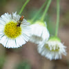 Mating flies