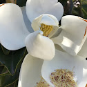 Southern Magnolia