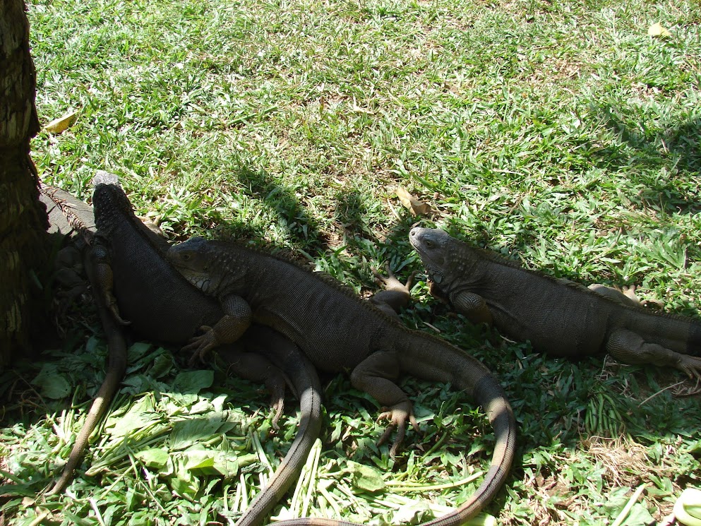 bali bird park