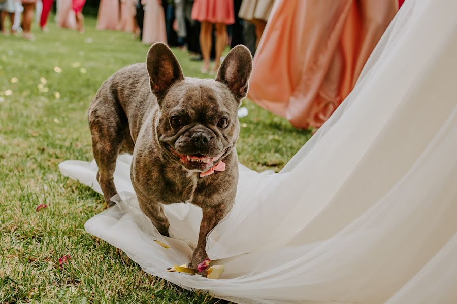 Photographe de mariage Petra Nováková (pribehysrdcem). Photo du 11 mai