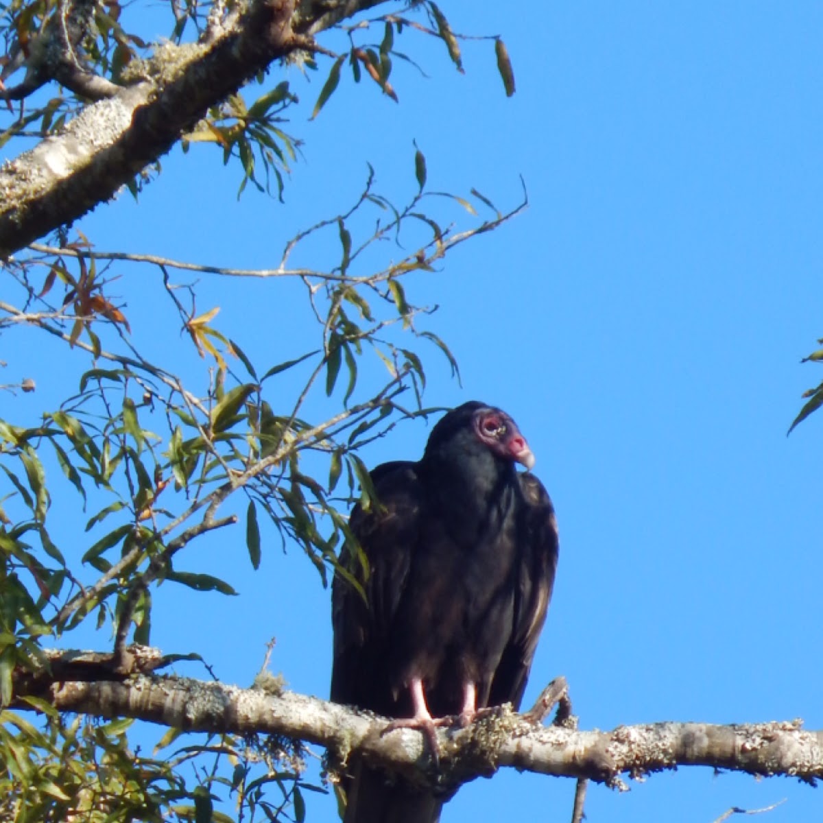 Turkey vultures