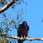 Turkey vultures