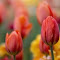 Item logo image for Spring Tulips