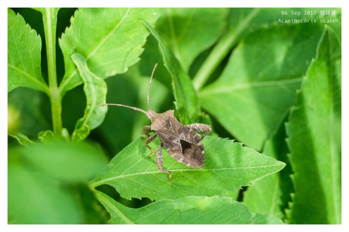 Acanthocoris scaber 瘤緣蝽