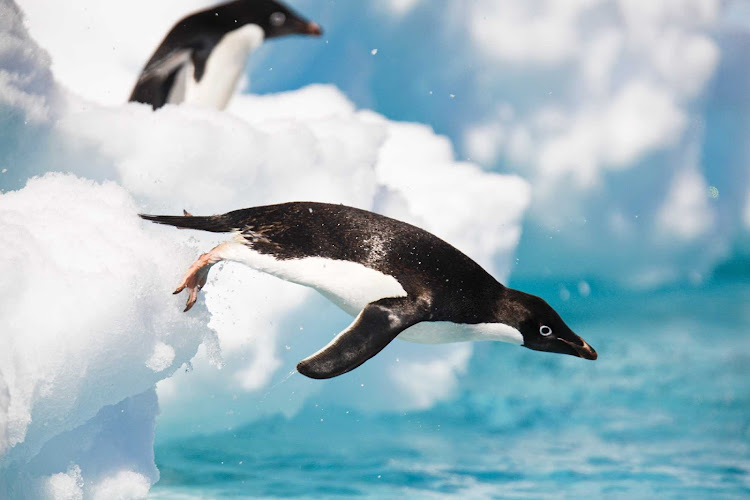 Adult Adelie penguins plunge into Antarctica's frigid waters during a Lindblad expedition.