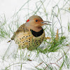 Northern Flicker