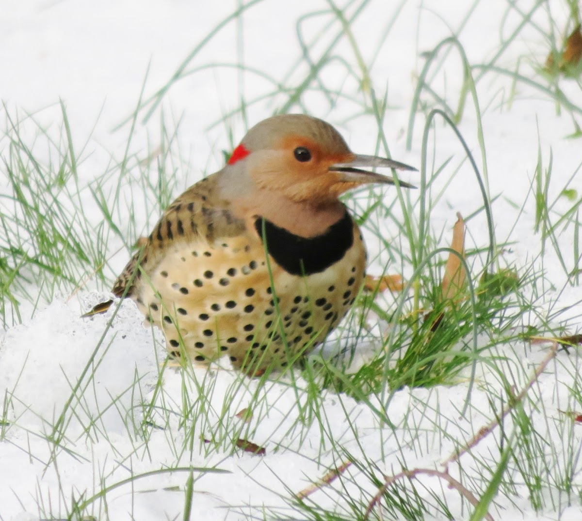 Northern Flicker